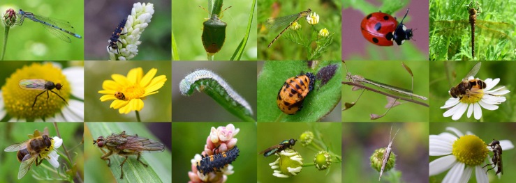 Insect collage